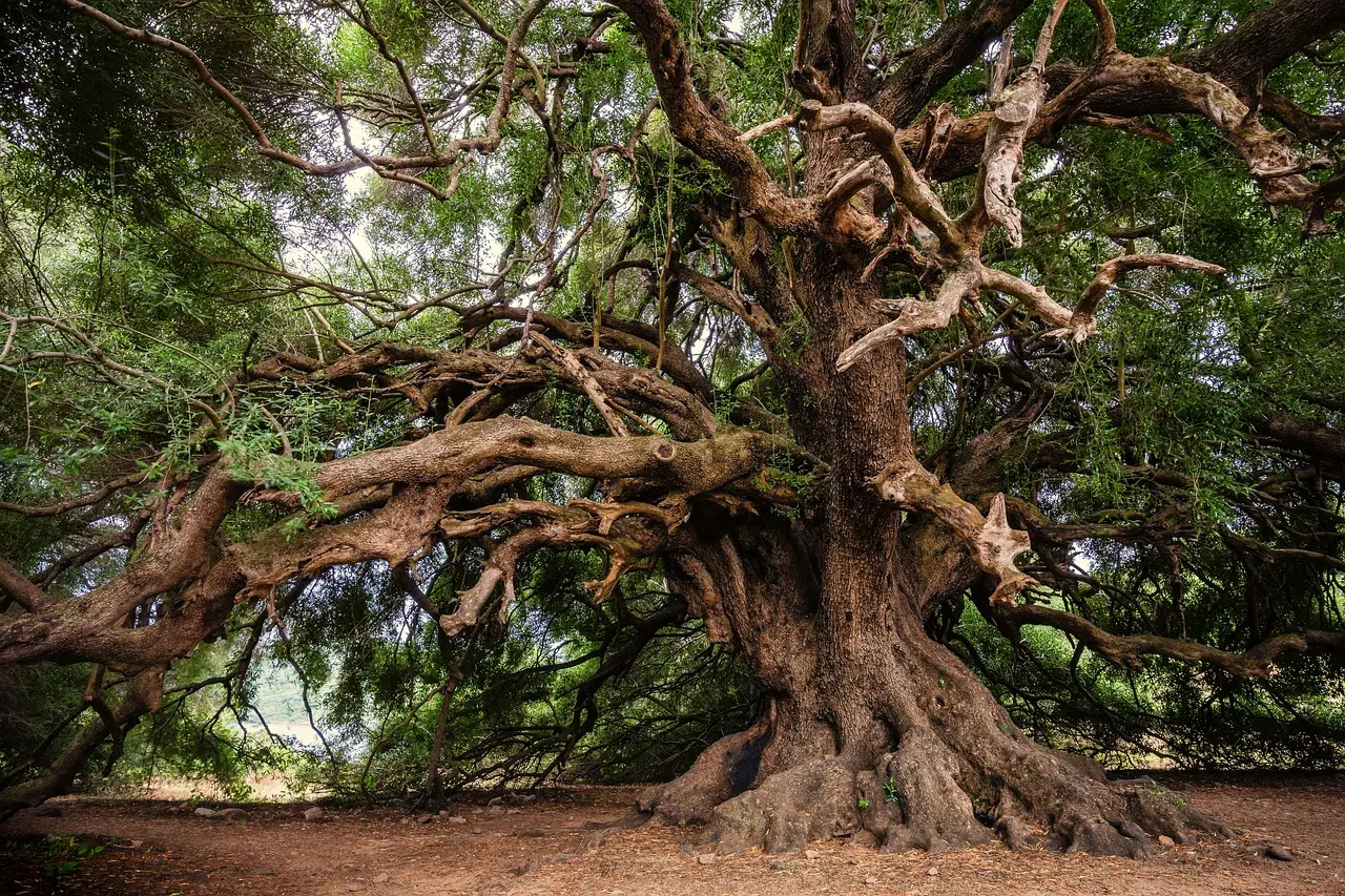Il segreto millenario della longevità nascosto in questo albero antichissimo