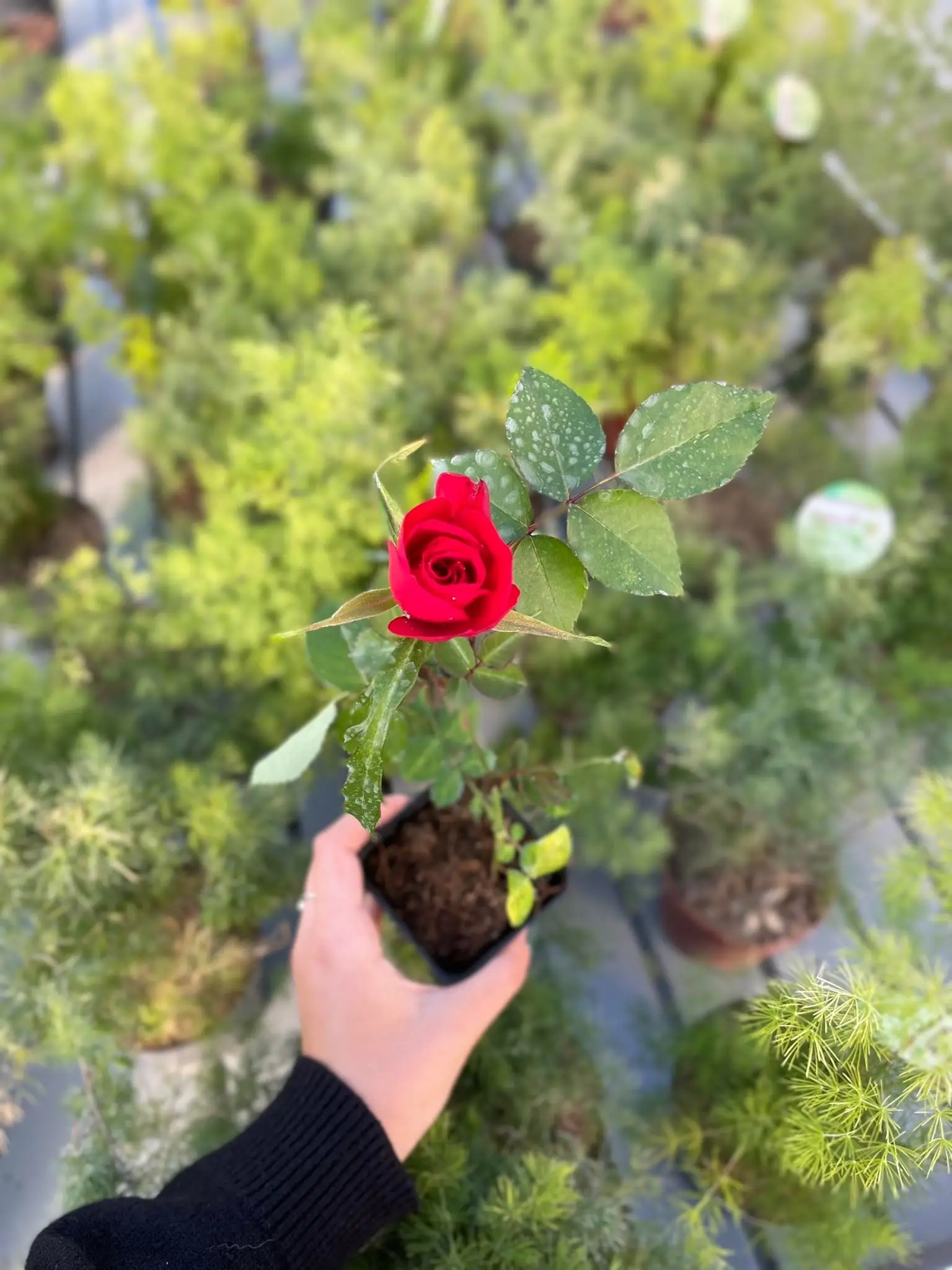 Ecco il fiore che conquista il cuore di ogni donna: regalarlo garantisce un sorriso