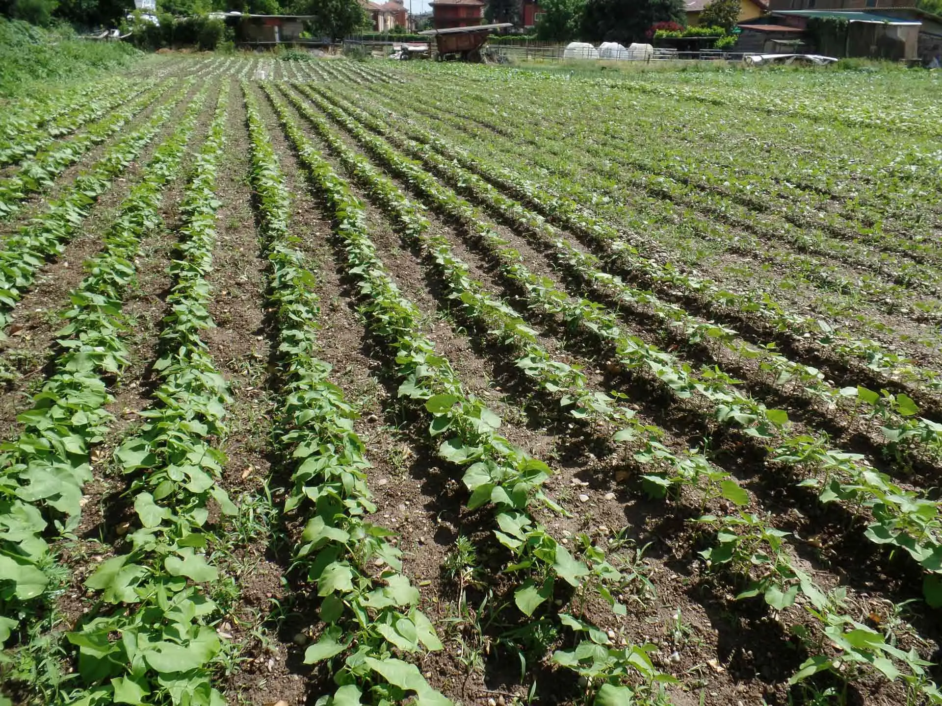 Cosa si intende per gelata tardiva? Ecco i gravi danni che può creare al tuo orto