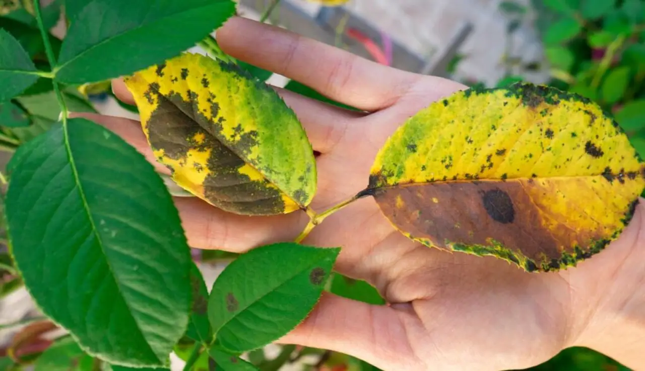 Attenzione se la tua pianta fa queste foglie: sta soffrendo per il freddo e rischia di morire