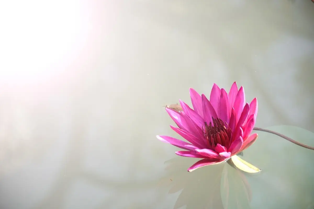 Pianta questo fiore speciale per attirare energia positiva e sole nella tua casa