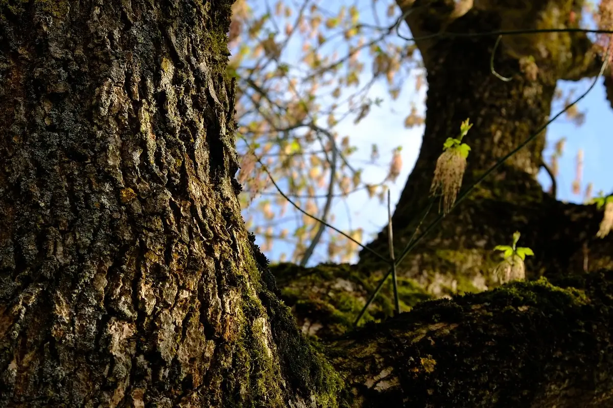 Se vedi il muschio sul tronco degli alberi devi sapere che questo indica qualcosa di importante