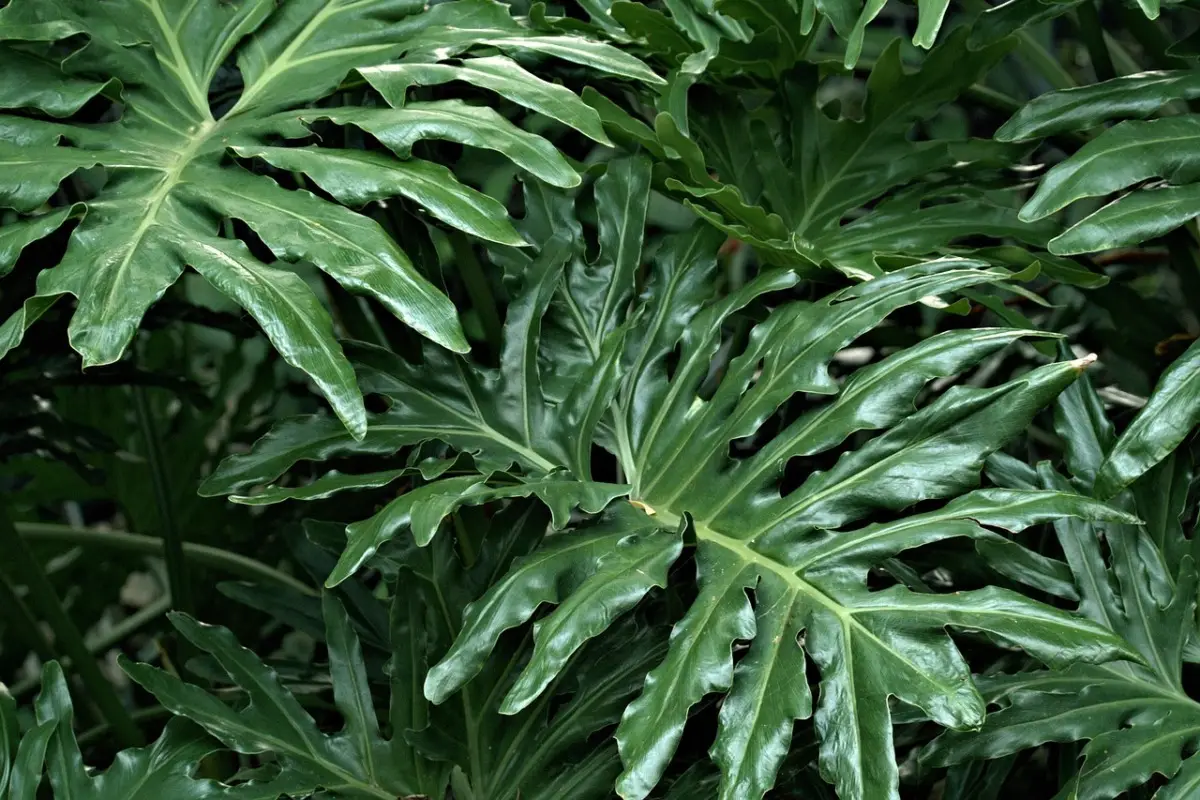 Non comprare una monstera prima di conoscere questa speciale varietà rarissima e spettacolare