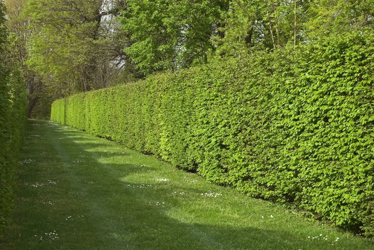 Vuoi una siepe fitta spendendo pochissimo? Ecco la pianta più economica e resistente