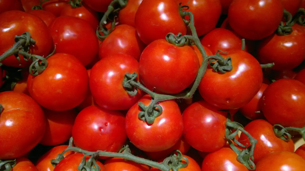 Il trucco naturale per concimare i pomodori e ottenere un raccolto abbondante e saporito