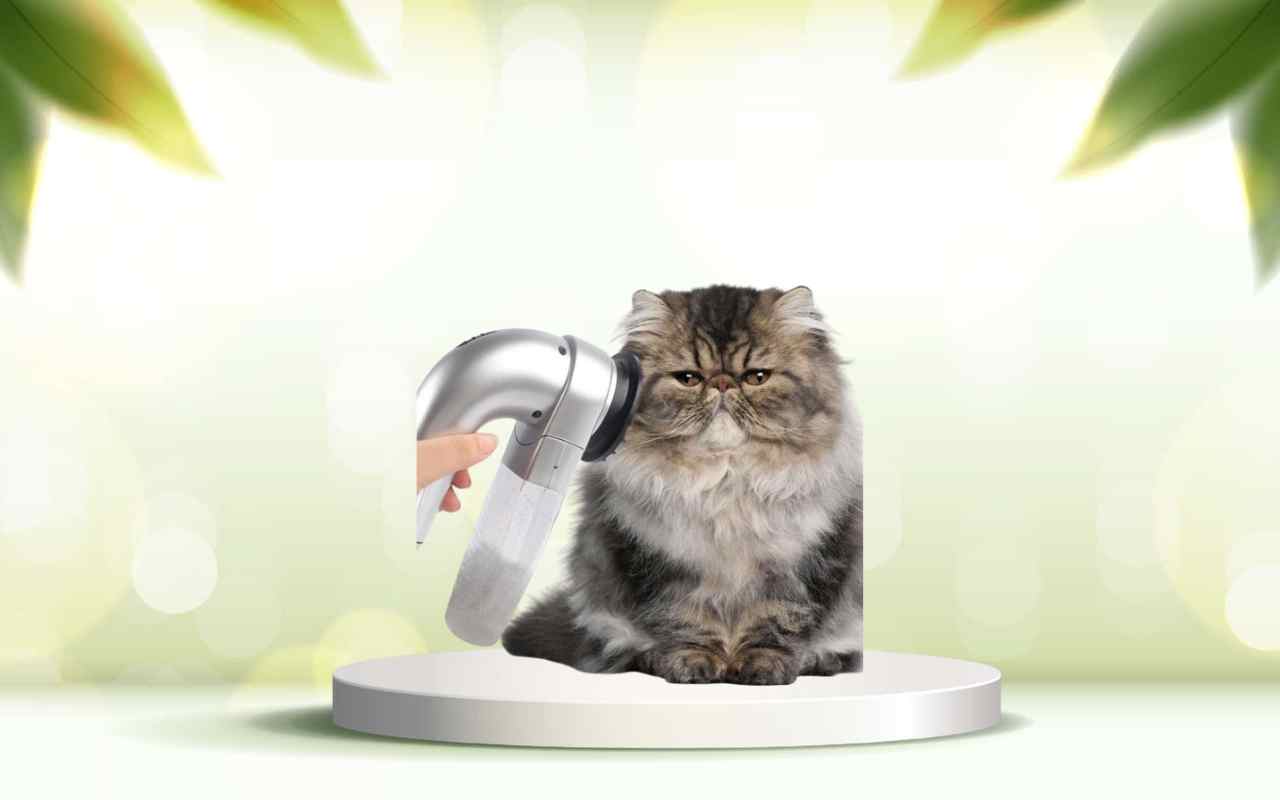 Scopri SpazzolAmica: elimina i peli degli animali e rendi la casa impeccabile